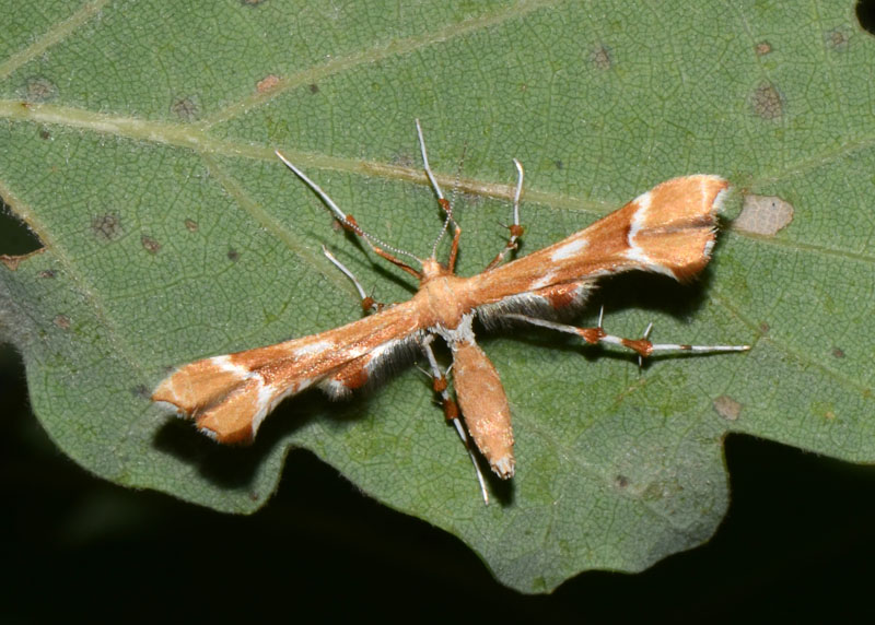 Pterophoridae Cnaemidophorus rhododactyla ?